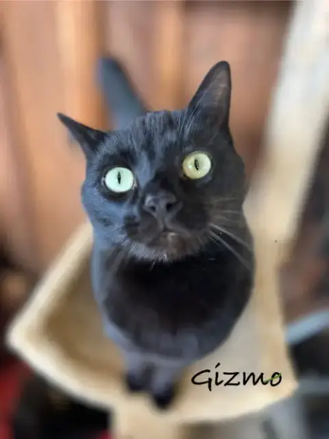 Gizmo photo 3