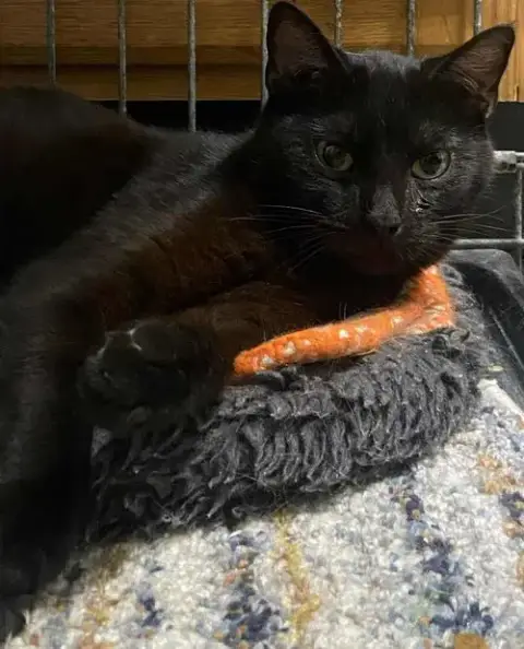 Kitty Softpaws photo 3