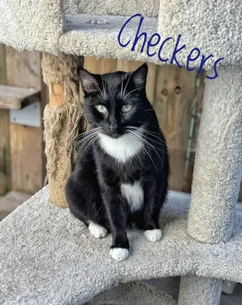 Checkers