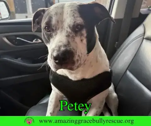 Petey