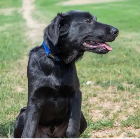Ruger photo 4