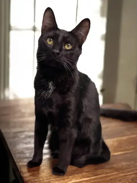 Nicolas photo 3