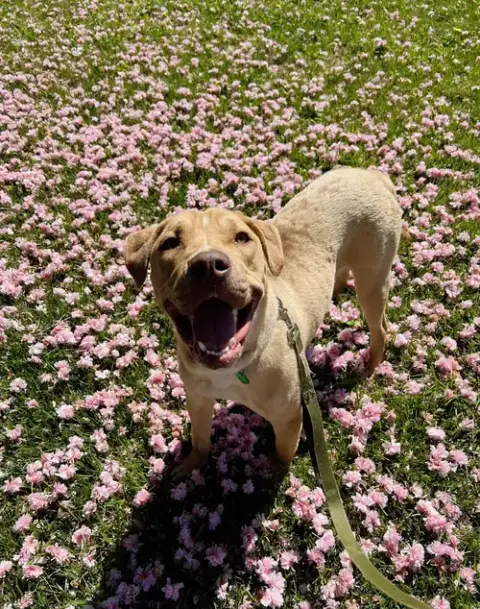 Bubba photo 3
