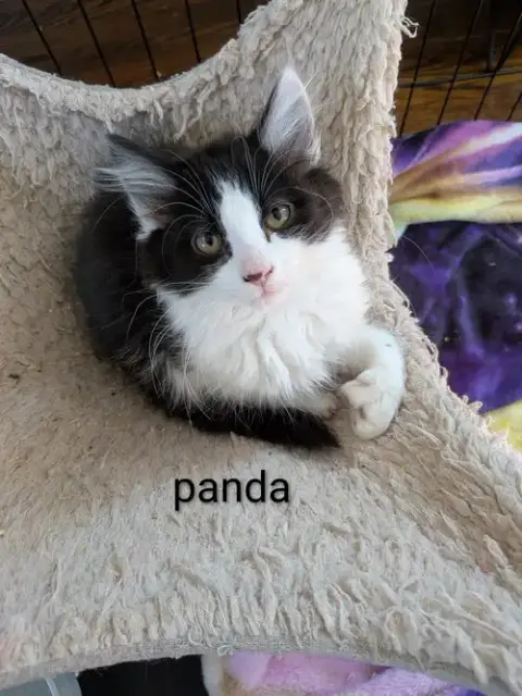 Panda photo 3