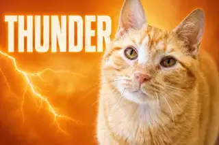 Thunder