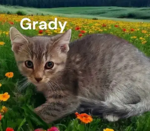Grady photo 2