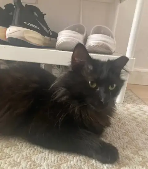 Kat