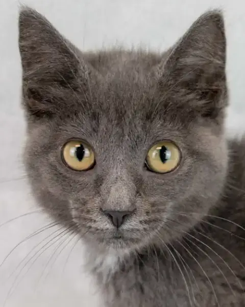 Gina