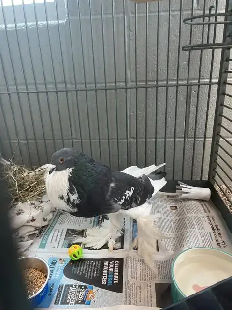 Elvis