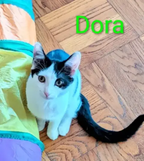 Kitten Darling Dora photo 2