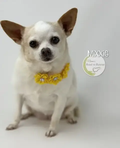 Mixxie photo 2