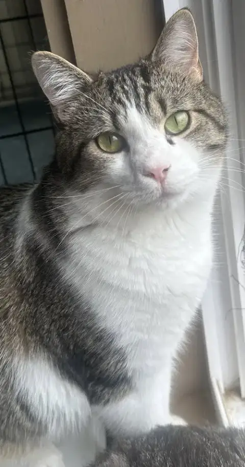 Satsuma
