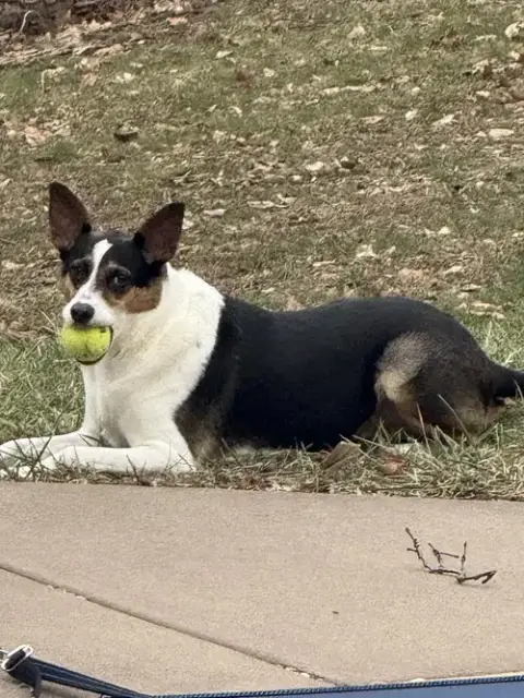 Mochi photo 2