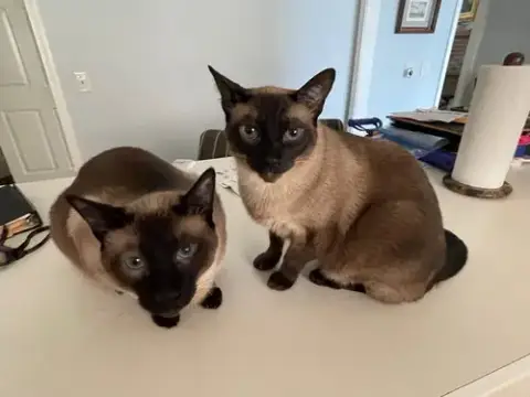 Rook & Bishop