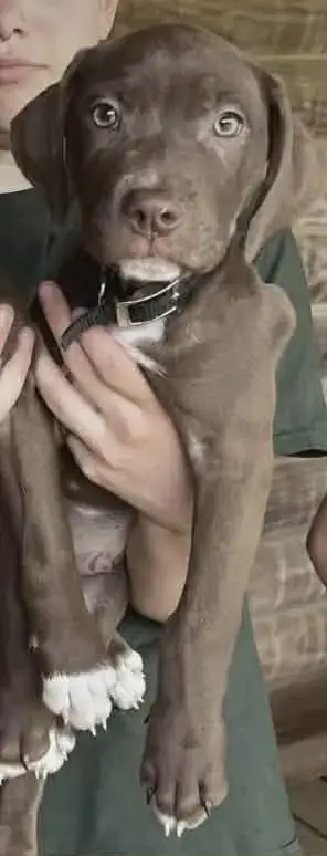 Bruno