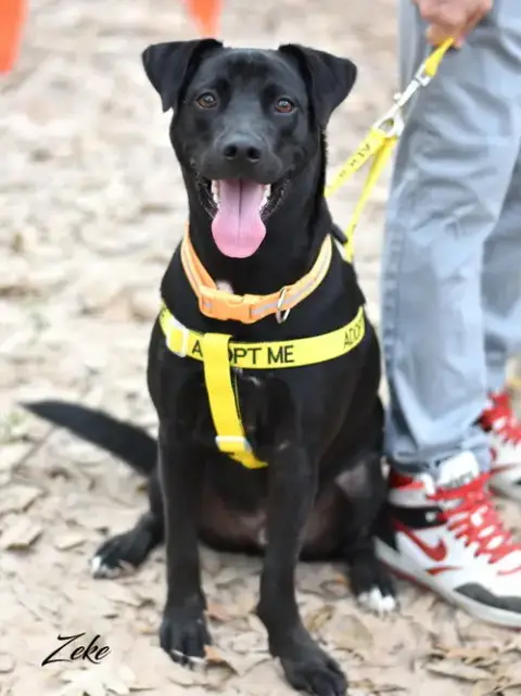 Zeke photo 4