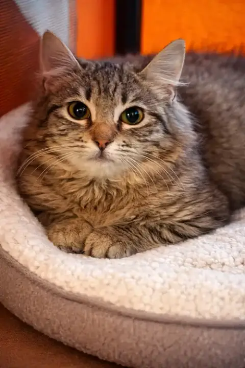 Mittens Napa photo 2