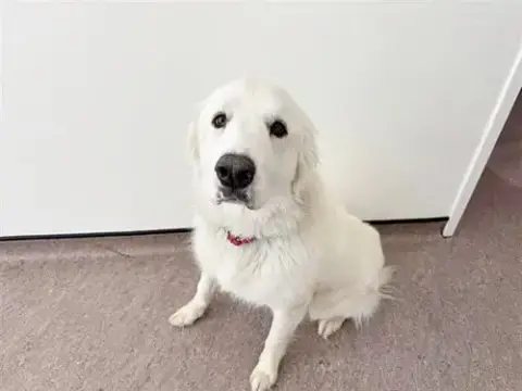 Athena