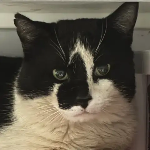 Rorschach
