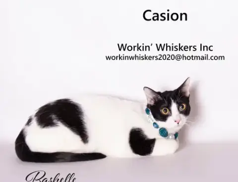 Casion