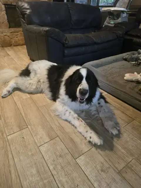 Rosie photo 2