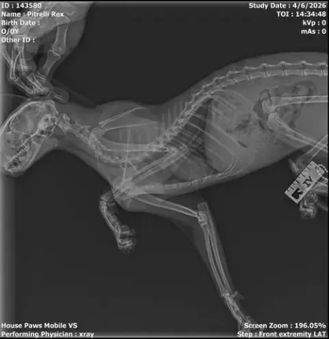 Rex photo 4