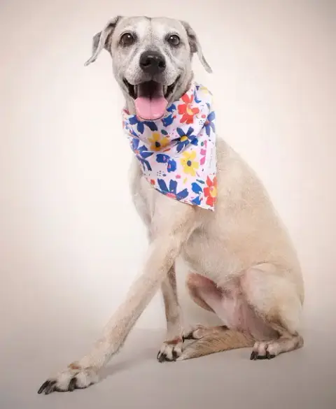 Polly photo 5