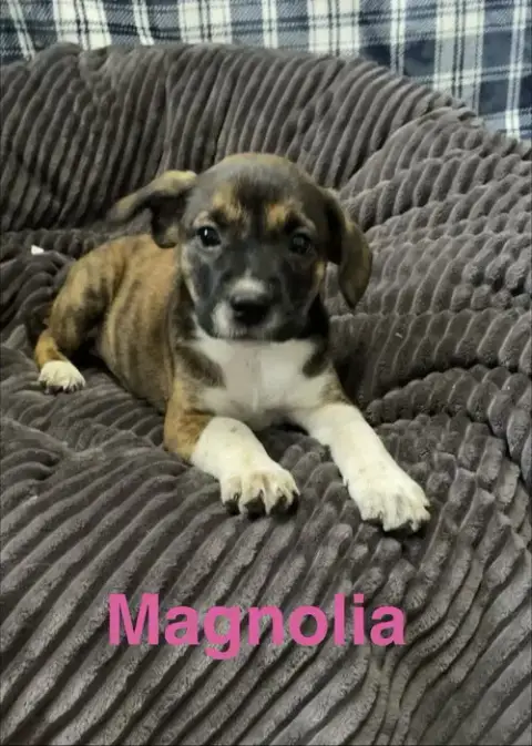 Magnolia
