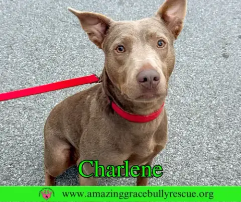 Charlene