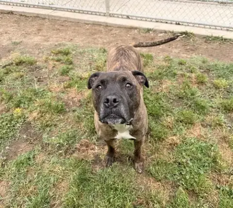 Camo