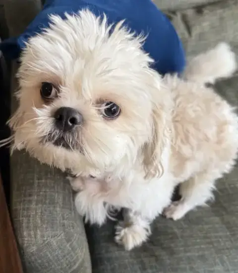 Gizmo photo 3