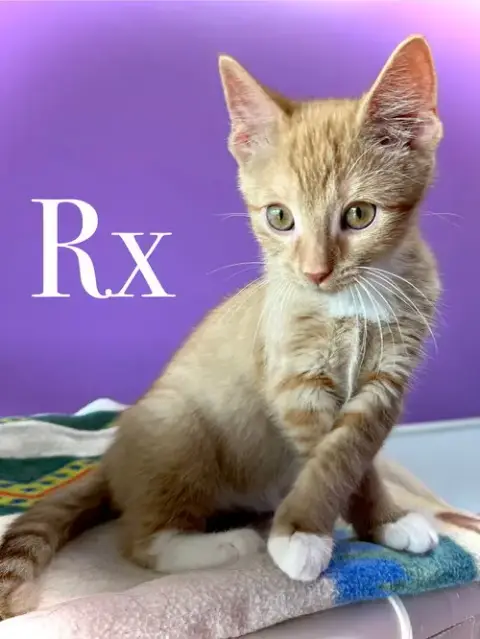 Rx photo 5