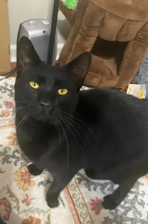Ozzy