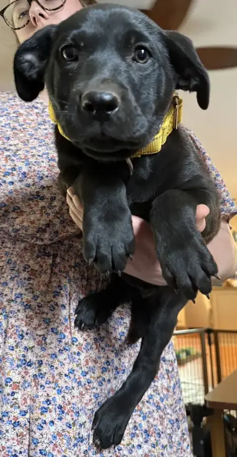 Cheddar