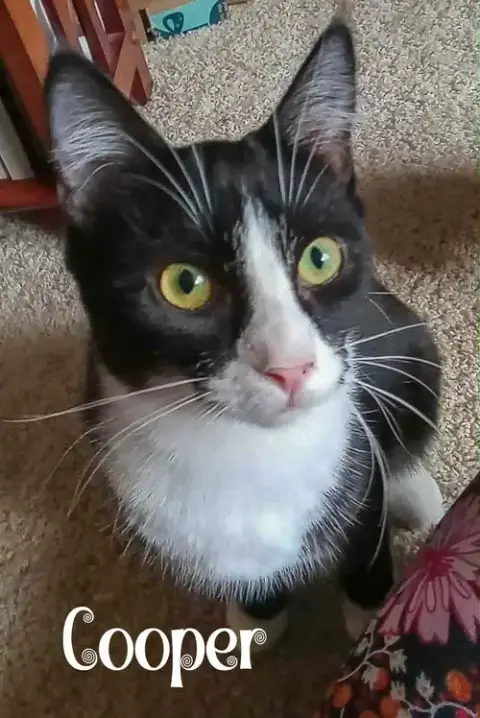 Cooper