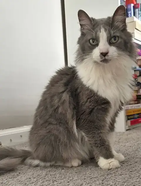 Millie photo 3
