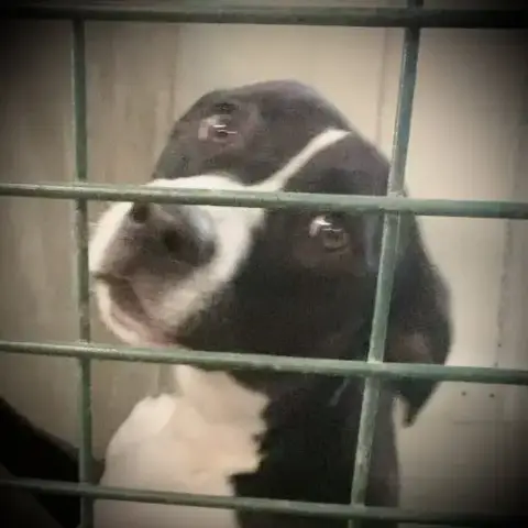 Charlie photo 2