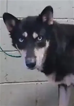 Maya