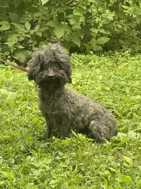 Queenie~ 7Lbs