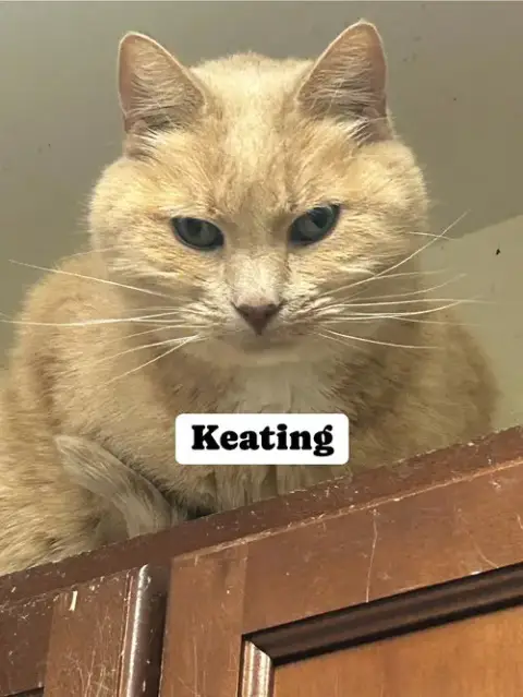 Keating