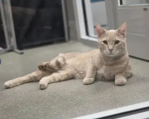 Simba