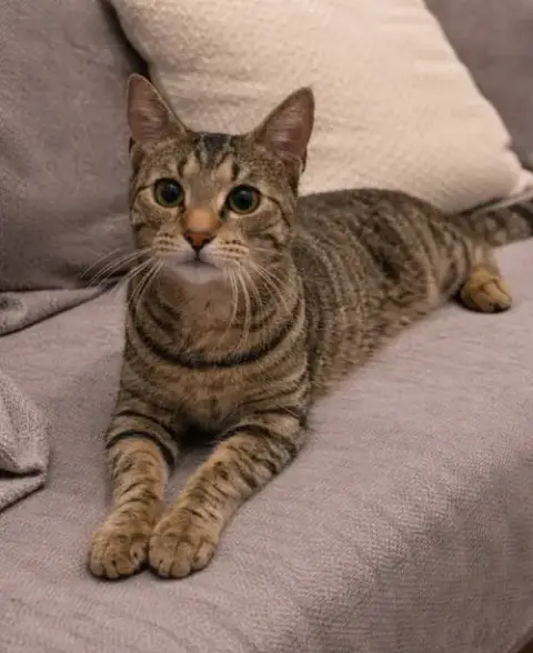 Miss Kitty photo 2