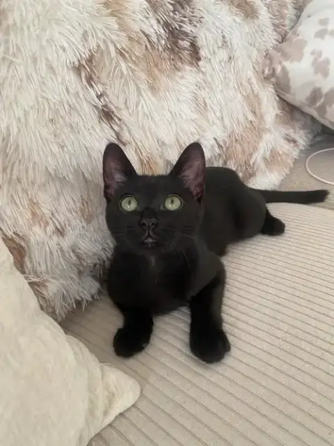 Koko photo 4