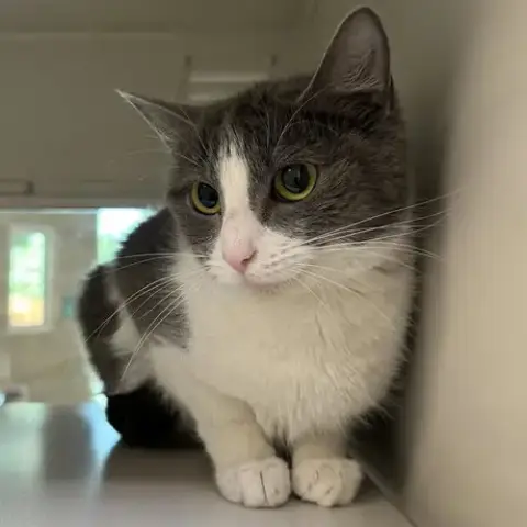 Peludo