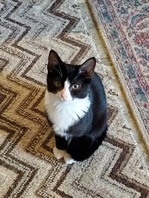 Kittiez