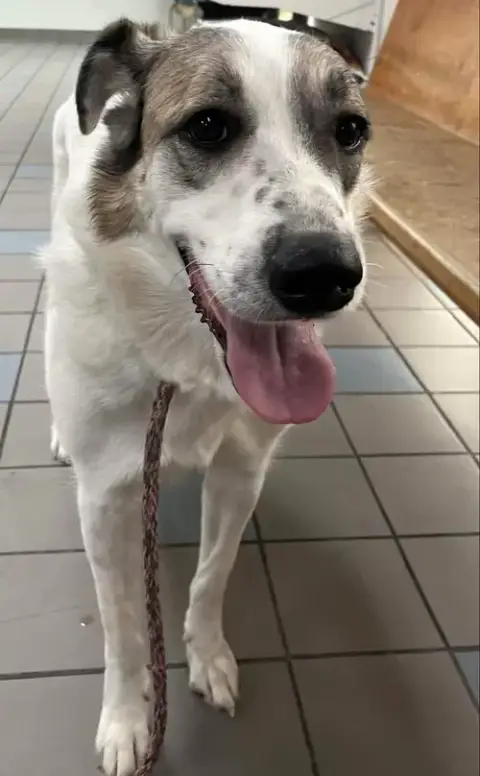Ms. Lady The Great Pyrenees In Texas