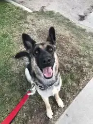 Harley photo 3