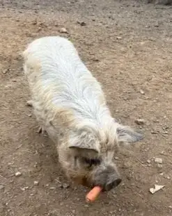 Fergus photo 3