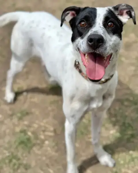 Delilah