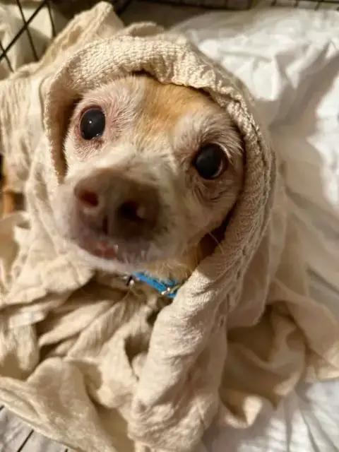 Toby photo 3